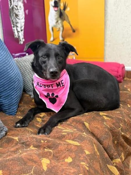 Molly - unser stiller Schatten