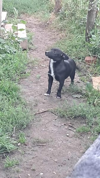 Giesy sucht passendes Körbchen