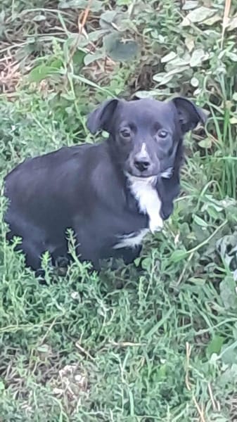 Giesy sucht passendes Körbchen