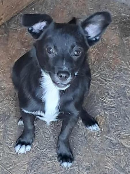 Giesy sucht passendes Körbchen