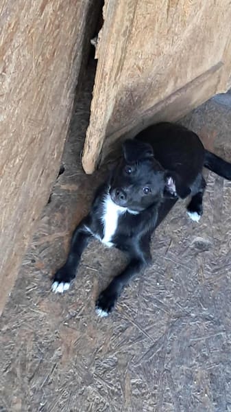 Giesy sucht passendes Körbchen