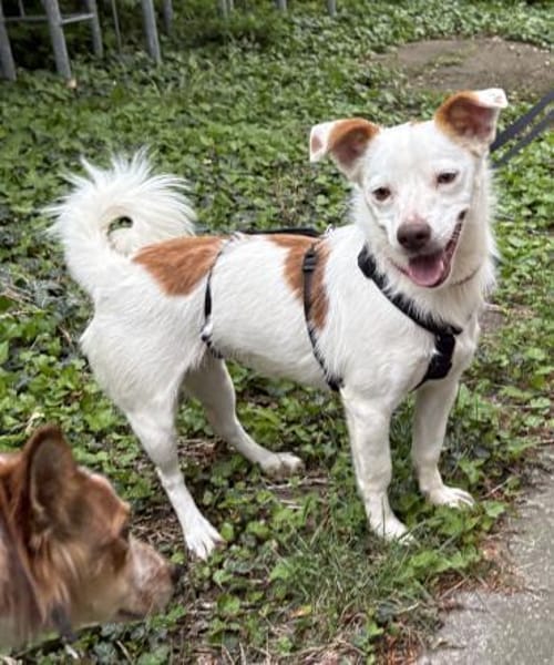 Pamela, offen, leinenführig, verschmust