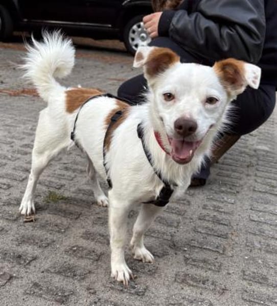 Pamela, offen, leinenführig, verschmust