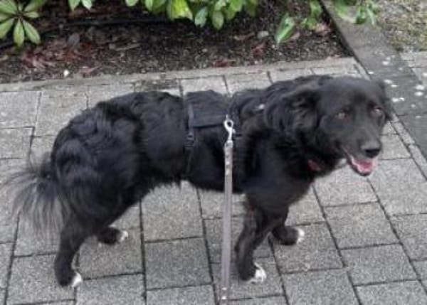 Luna 37 cm (Pflegestelle)