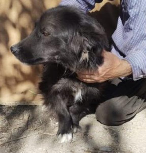 Luna 37 cm (Pflegestelle)