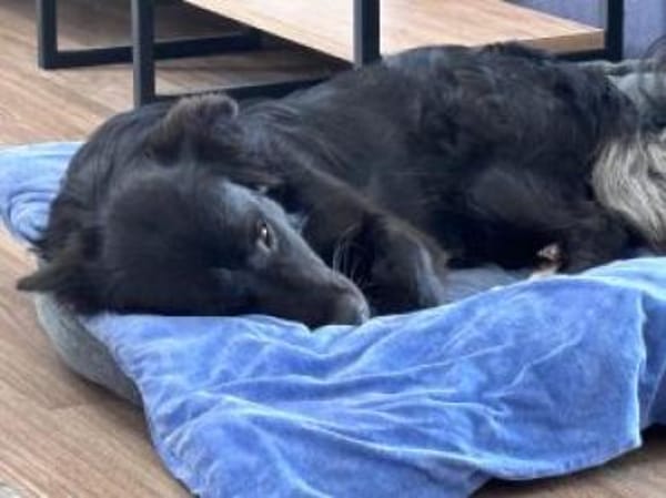 Luna 37 cm (Pflegestelle)