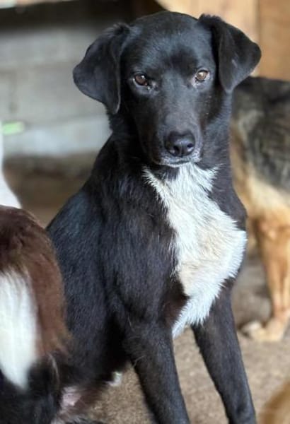 Emily Dickinson wird immer übersehen 🐾