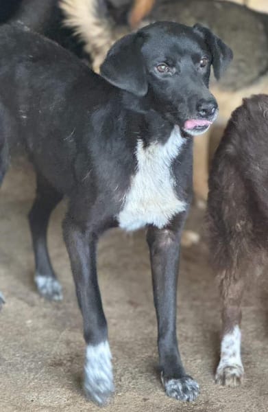 Emily Dickinson wird immer übersehen 🐾