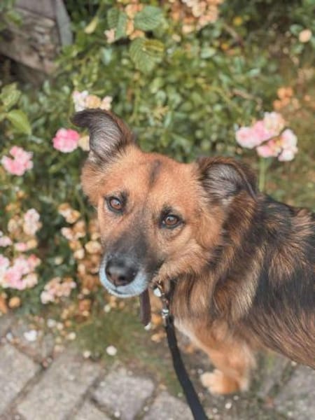 Kali - ein hübscher Quatschkopf