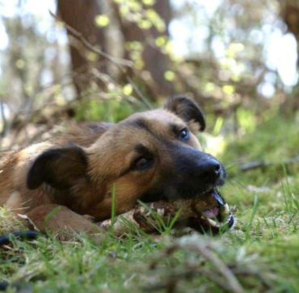 Kali - ein hübscher Quatschkopf
