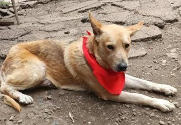 Spencer - Gentleman mit Herz