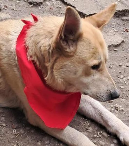 Spencer - Gentleman mit Herz