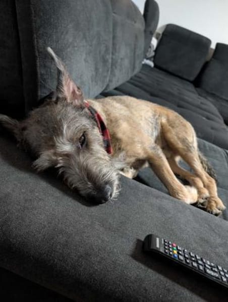 SCOTTY - menschenbezogen verschmust