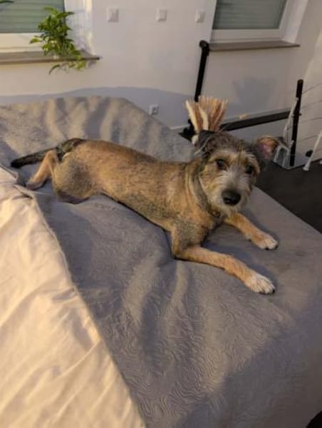 SCOTTY - menschenbezogen verschmust