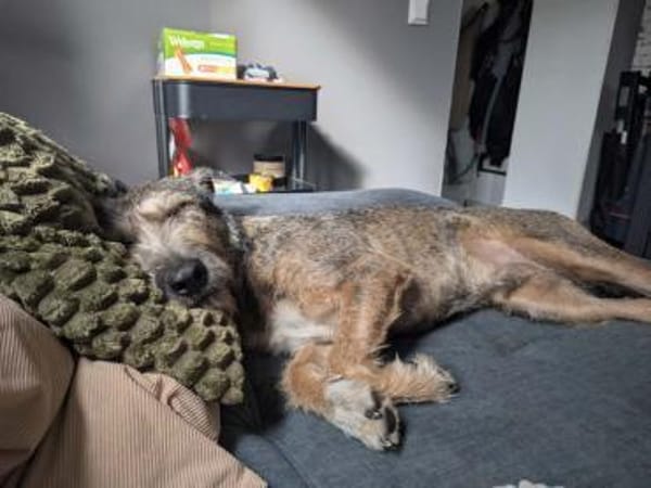 SCOTTY - menschenbezogen verschmust