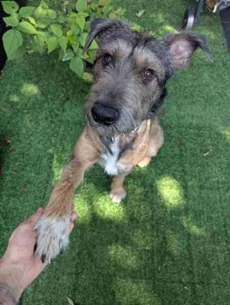 SCOTTY - menschenbezogen verschmust