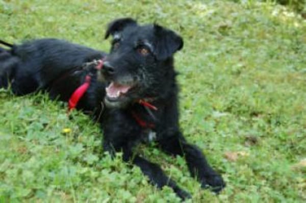 FELICITI - pfiffiges&süßes Hundemädel