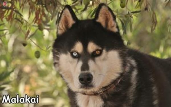MALAKAI