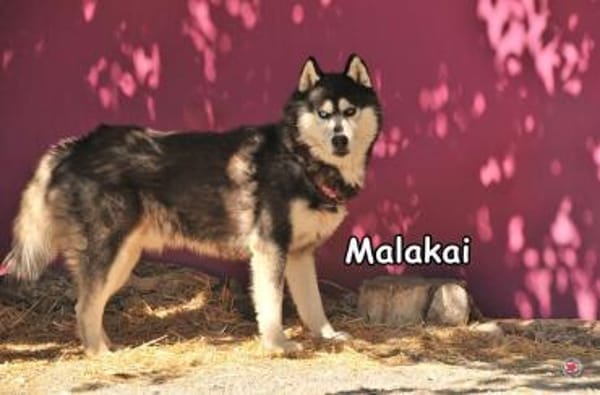 MALAKAI