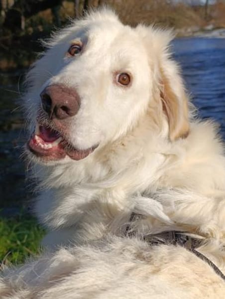 Teddy - ein Herz auf 4Pfoten