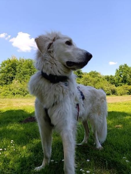 Teddy - ein Herz auf 4Pfoten