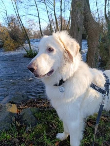 Teddy - ein Herz auf 4Pfoten