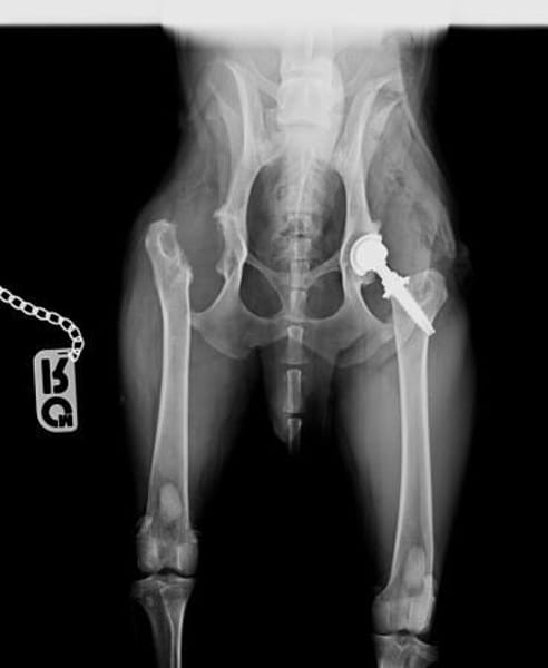 Teddy - ein Herz auf 4Pfoten