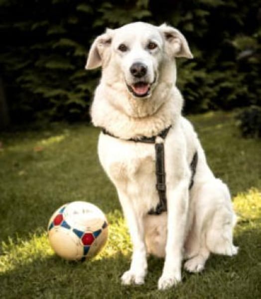 BRIX - bildschöner Rüde