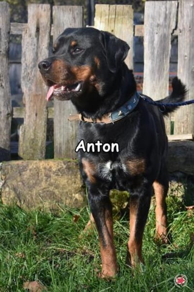 ANTON