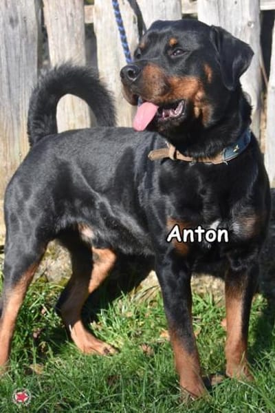 ANTON