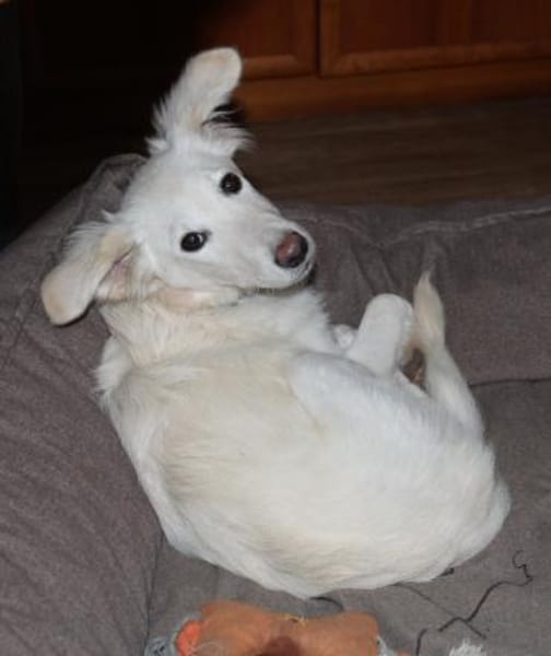 Bezaubernde kleine Belka sucht Zuhause