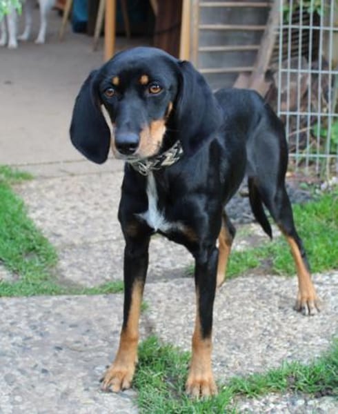 Fröhliche Peggy sucht tolles Zuhause