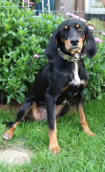 Fröhliche Peggy sucht tolles Zuhause