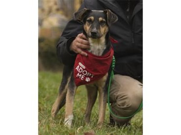 Janka - wartet in 99427 Weimar