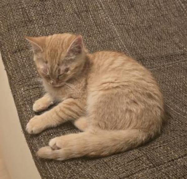 Harald  ein kleiner Kämpfer .....