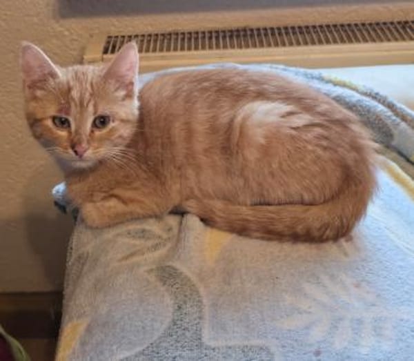 Harald  ein kleiner Kämpfer .....