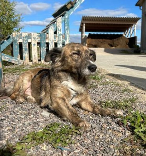 Herbie, geb. 08/2022, 78048 Villingen-S.