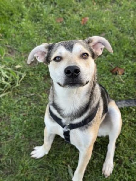 Baileytreuer Freund mit Schmusegarantie