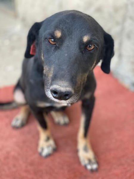 Emil-Neo verdient eine zweite Chance