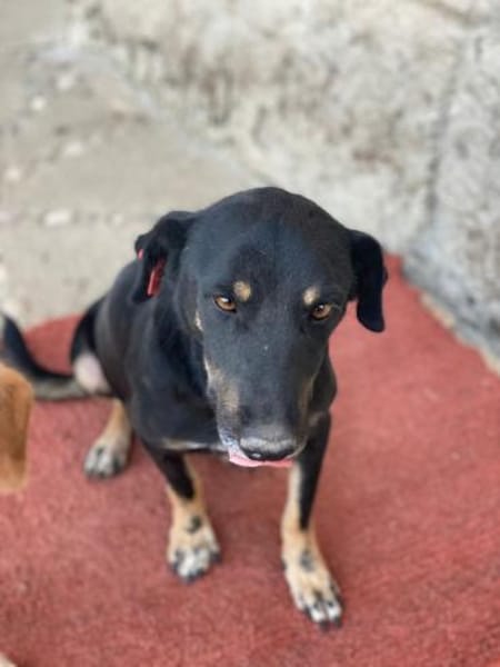 Emil-Neo verdient eine zweite Chance