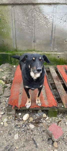 Emil-Neo verdient eine zweite Chance