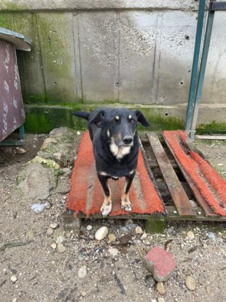 Emil-Neo verdient eine zweite Chance