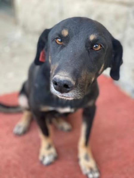 Emil-Neo verdient eine zweite Chance