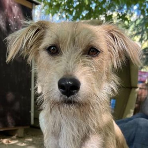 Dibala, geb. ca. 03/2024, 56472 Hof