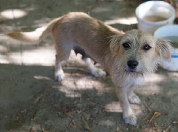 Dibala, geb. ca. 03/2024, 56472 Hof