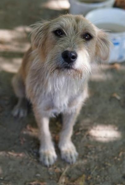 Dibala, geb. ca. 03/2024, 56472 Hof