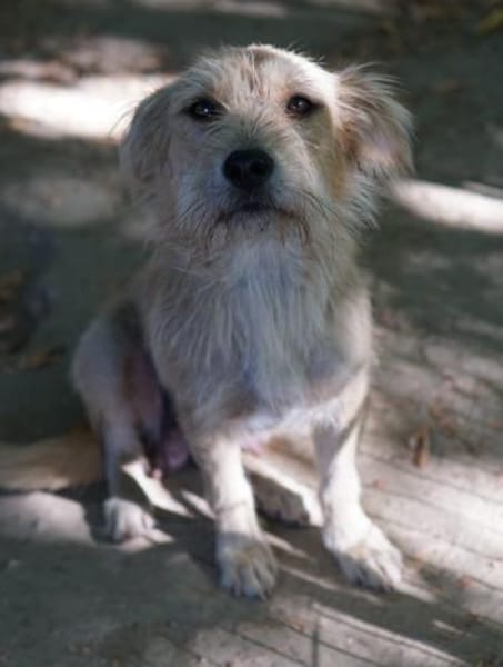 Dibala, geb. ca. 03/2024, 56472 Hof