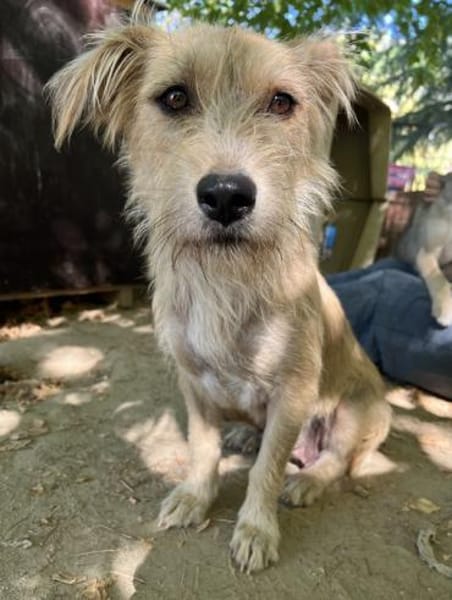 Dibala, geb. ca. 03/2024, 56472 Hof