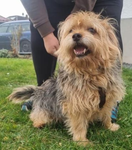 Lumpi, trauert im Tierheim sehr