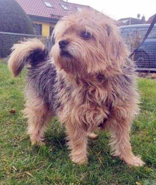 Lumpi, trauert im Tierheim sehr